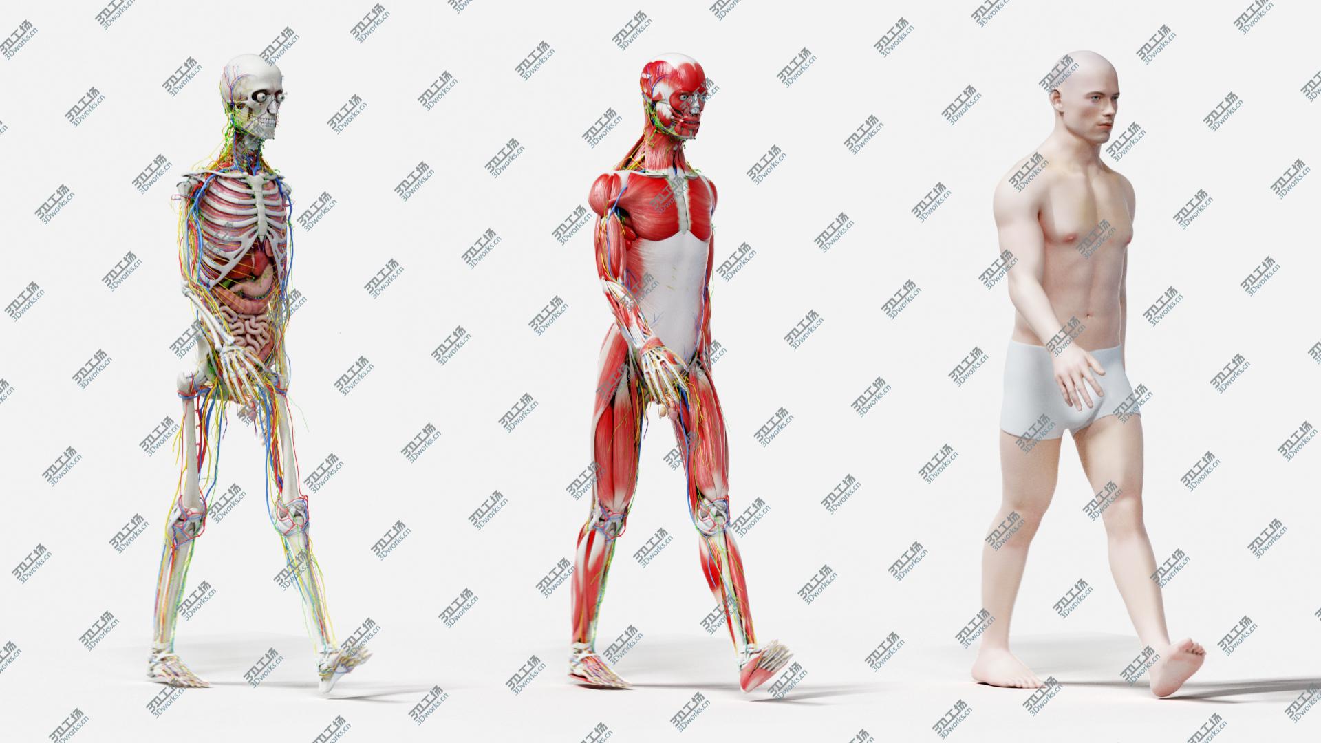 images/goods_img/20210113/3D Full Male Anatomy Rigged/5.jpg